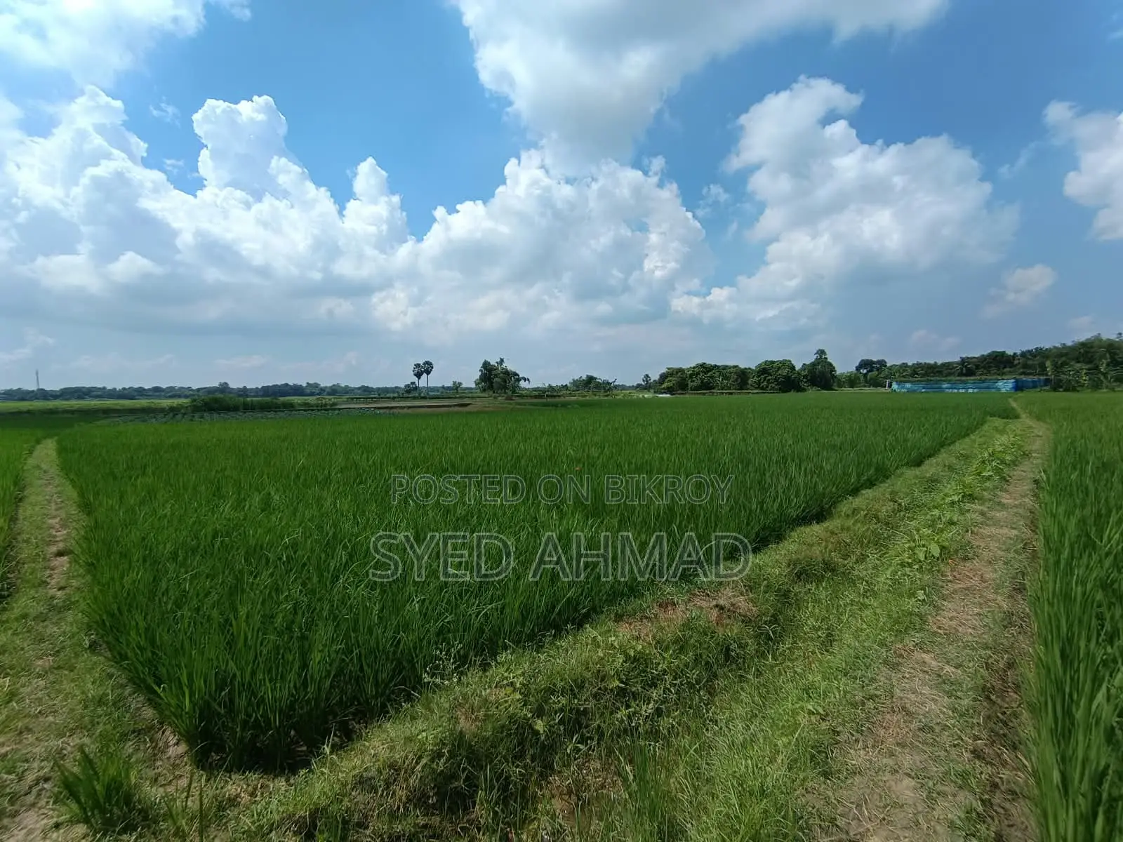 18.5 Decimal Three-Crop Agricultural Land for Sale