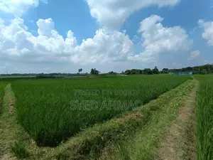 18.5 Decimal Three-Crop Agricultural Land for Sale
