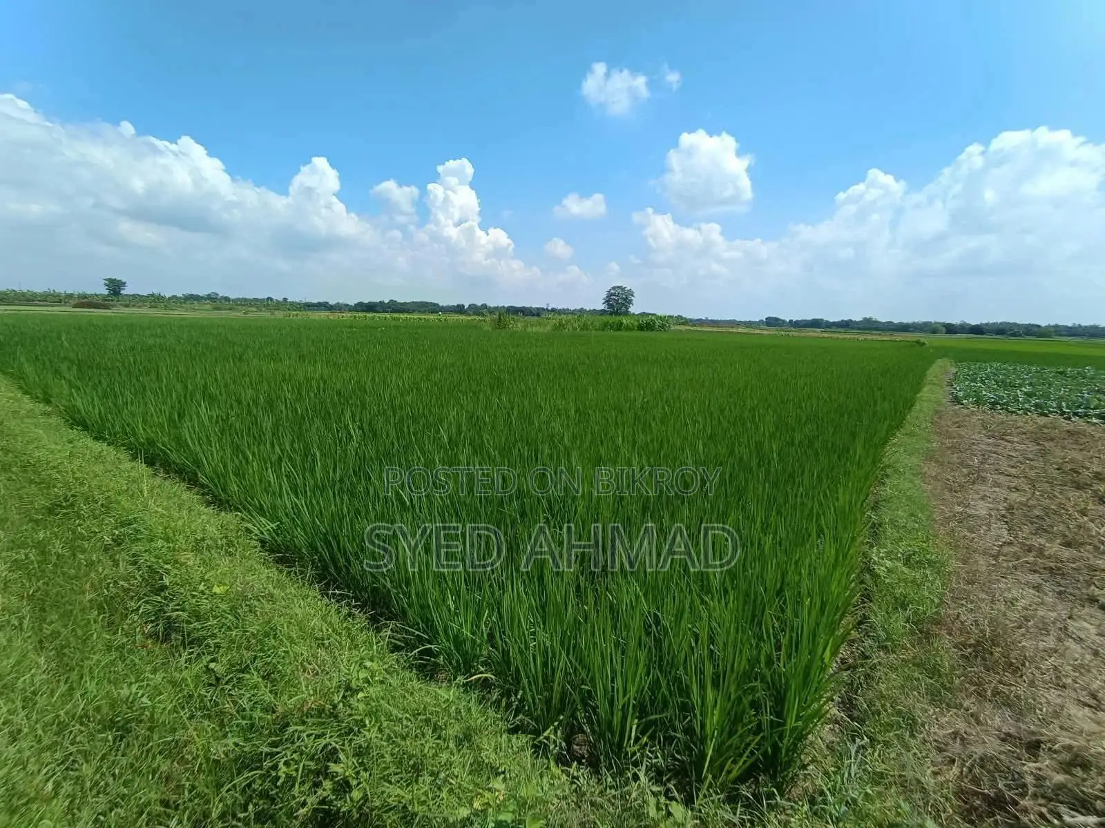 18.5 Decimal Three-Crop Agricultural Land for Sale