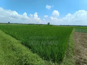 18.5 Decimal Three-Crop Agricultural Land for Sale