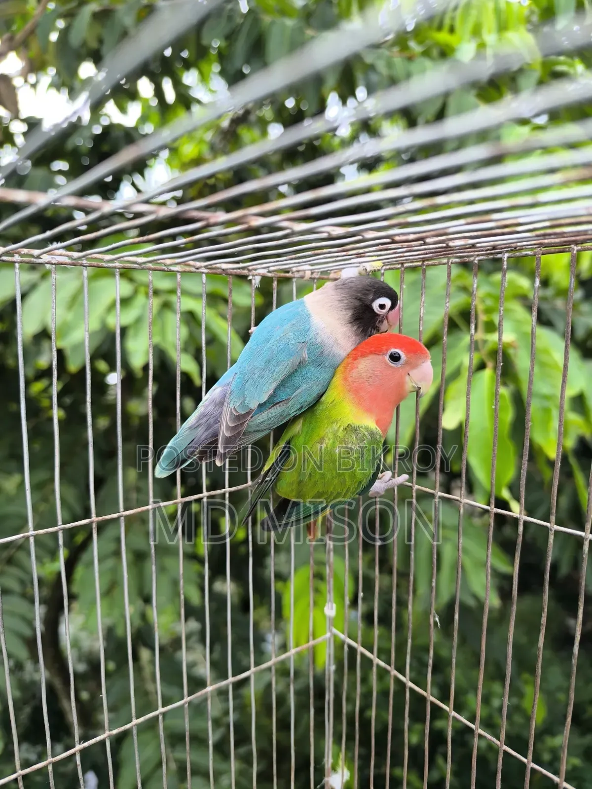 Pet Lovebirds Running Pair for Sale