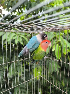 Pet Lovebirds Running Pair for Sale