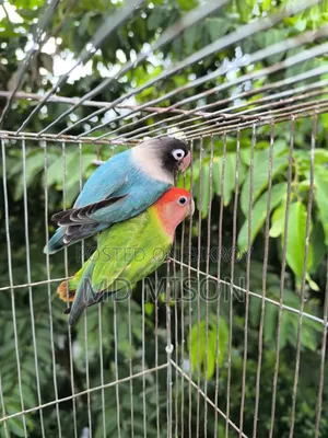 Pet Lovebirds Running Pair for Sale