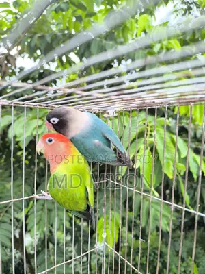 Pet Lovebirds Running Pair for Sale