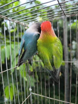 Pet Lovebirds Running Pair for Sale