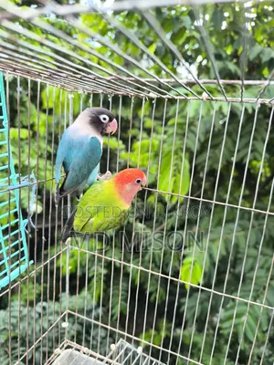 Pet Lovebirds Running Pair for Sale