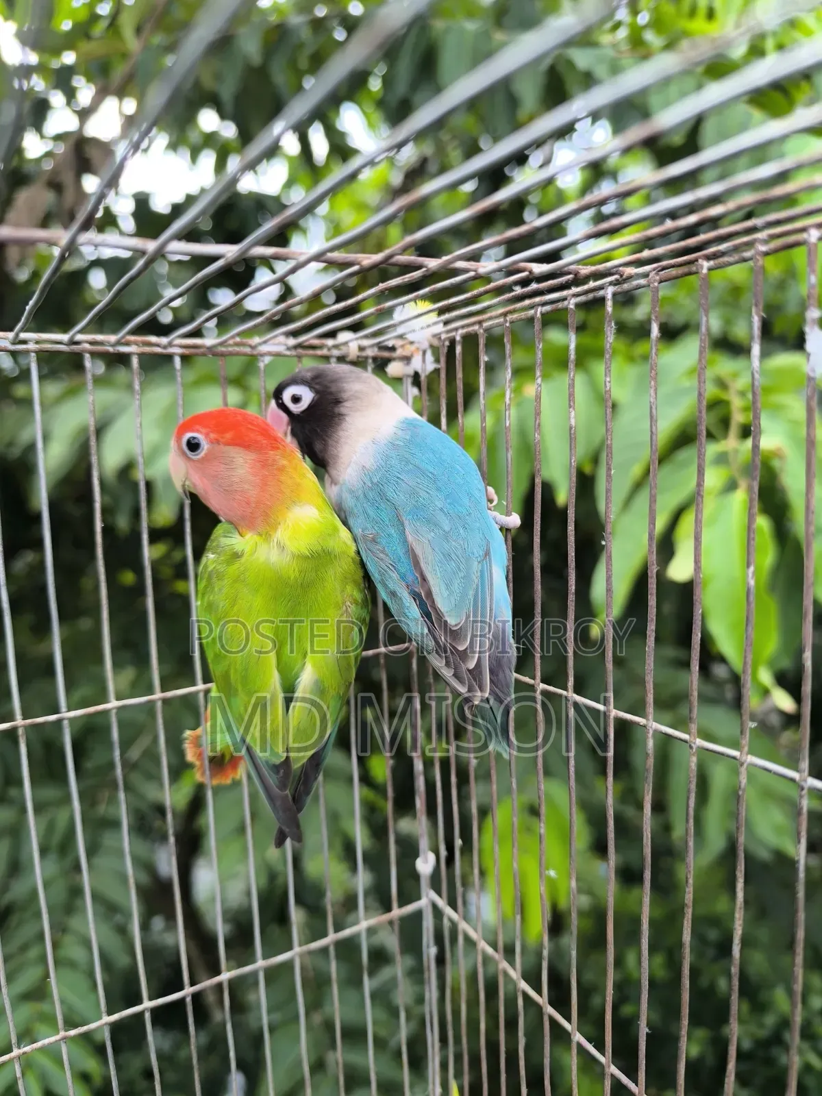Pet Lovebirds Running Pair for Sale