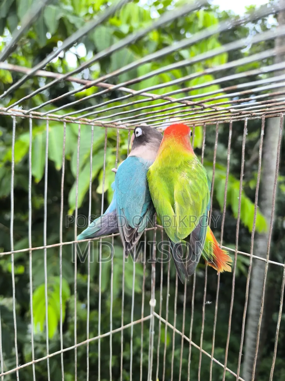 Pet Lovebirds Running Pair for Sale