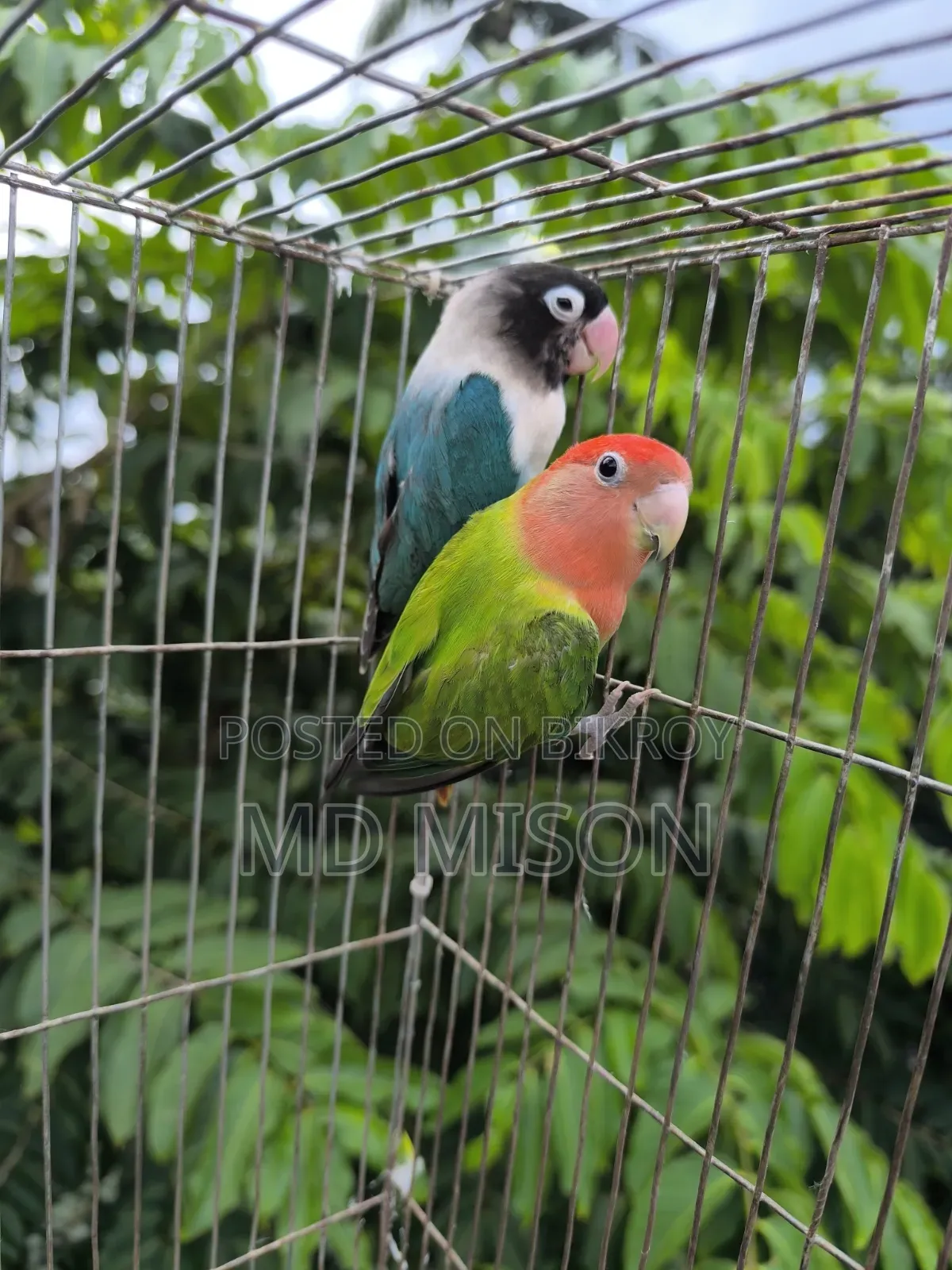 Pet Lovebirds Running Pair for Sale