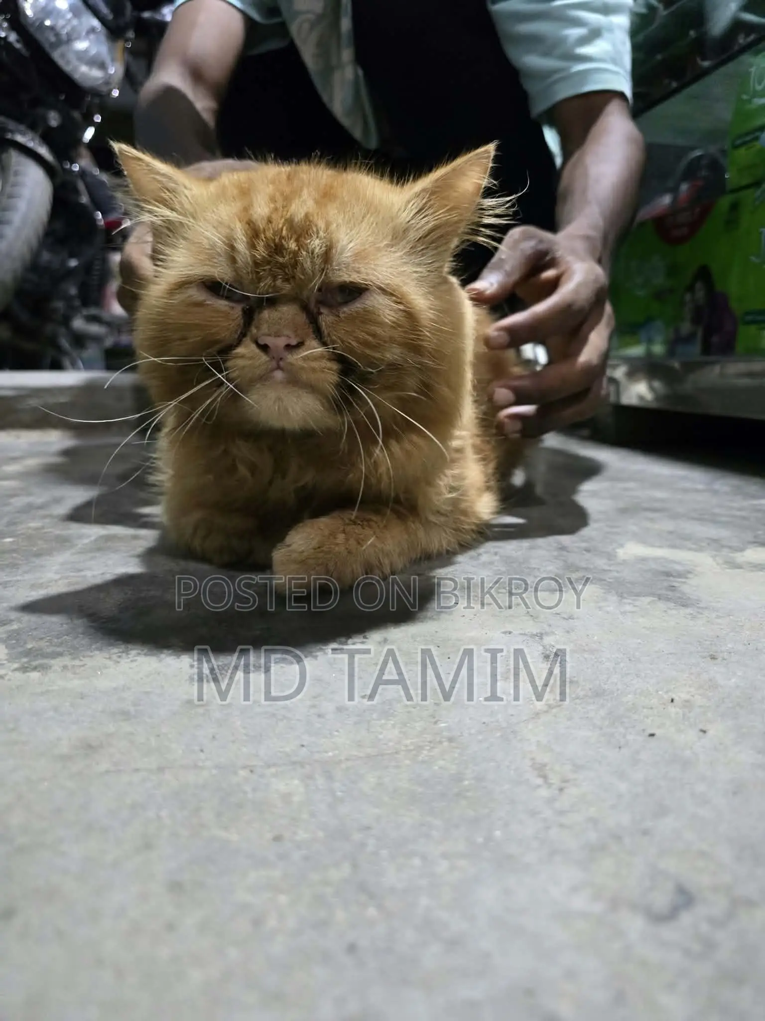 6-12 Months Male Purebred Persian Cat