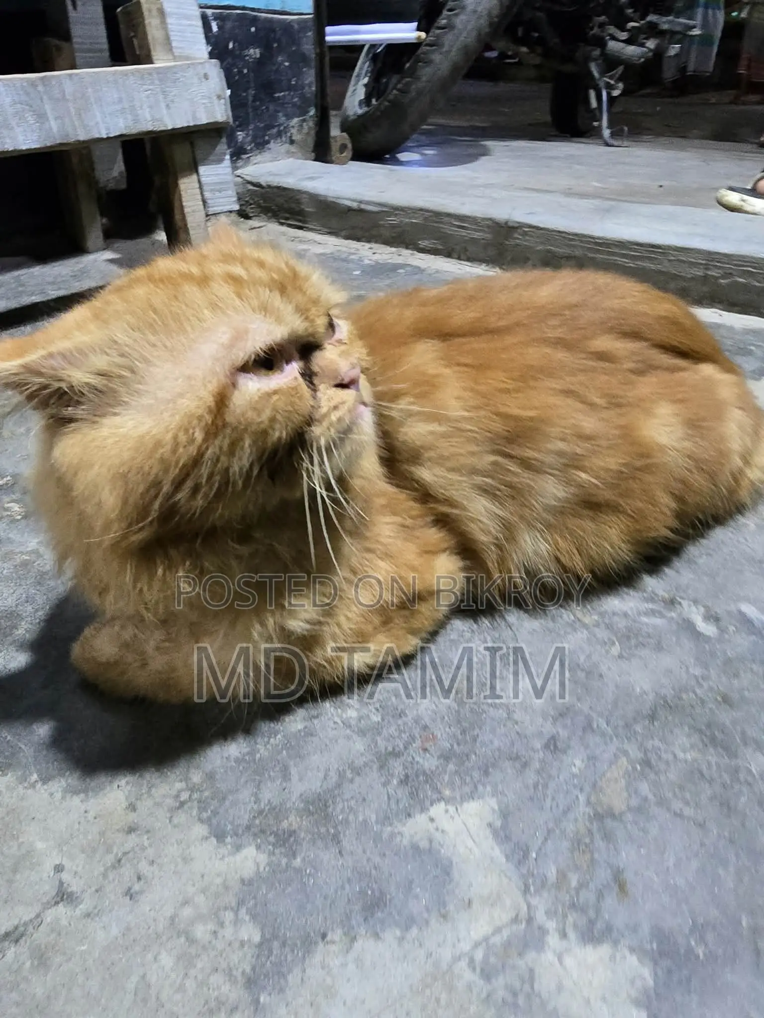 6-12 Months Male Purebred Persian Cat