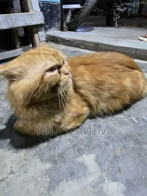 6-12 Months Male Purebred Persian Cat