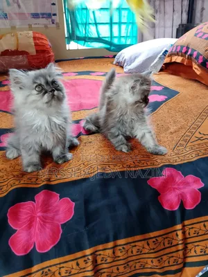 ১-৩ মাস বয়সী ফিমেল পিওরব্রেড পারসিয়ান