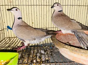 A pair of Australian dove birds will be sold