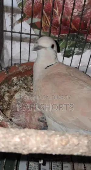 A pair of Australian dove birds will be sold