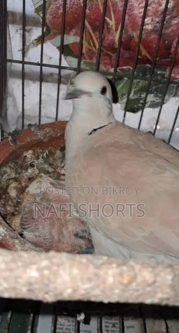 A pair of Australian dove birds will be sold