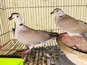 A pair of Australian dove birds will be sold