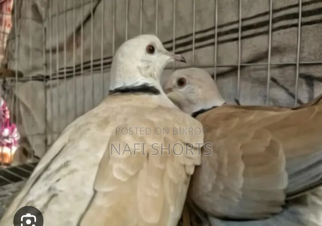 A pair of Australian dove birds will be sold