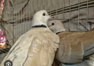 A pair of Australian dove birds will be sold