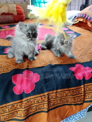 ১-৩ মাসের ফিমেল পিওরব্রেড পার্সিয়ান