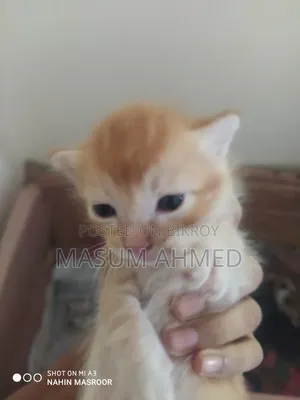 1-3 months Male Purebred Persian
