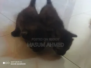 1-3 months Male Purebred Persian
