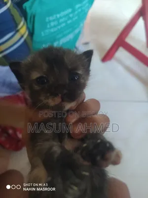 1-3 months Male Purebred Persian