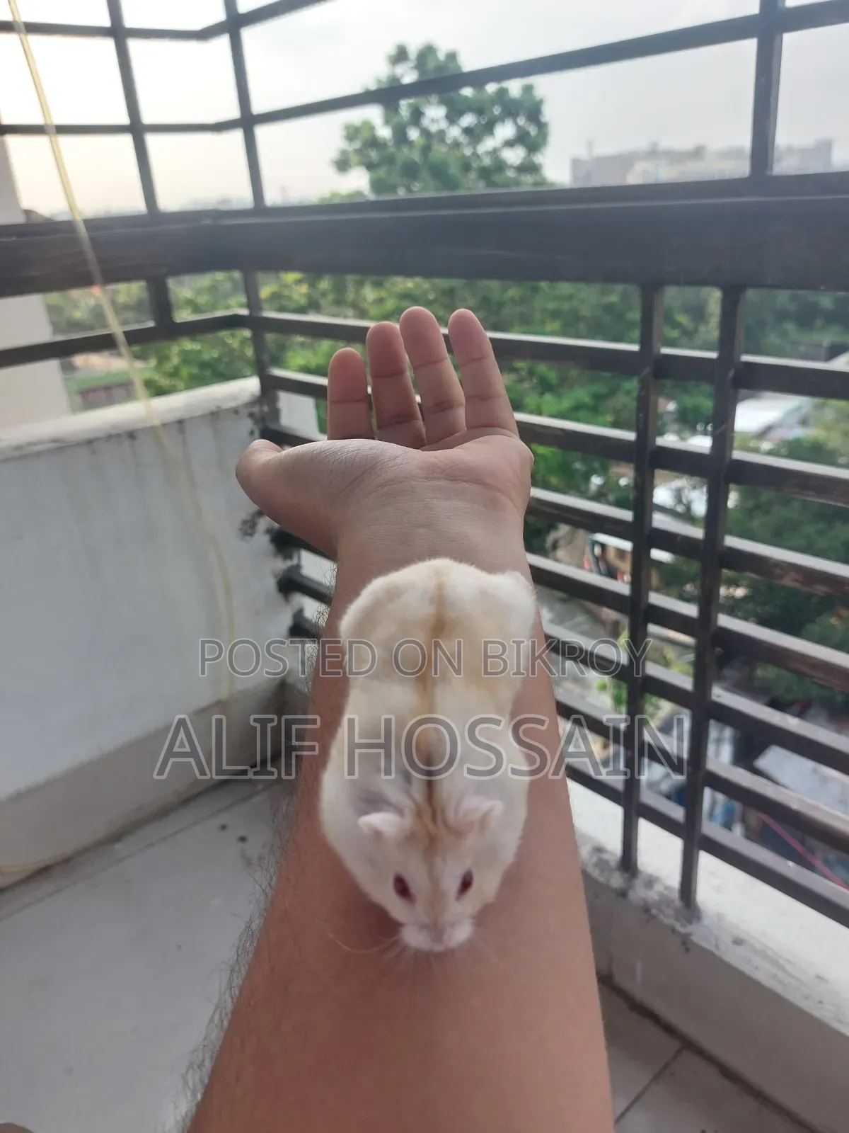 লাল চোখের উইন্টার হোয়াইট হ্যামস্টার