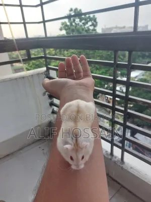 লাল চোখের উইন্টার হোয়াইট হ্যামস্টার