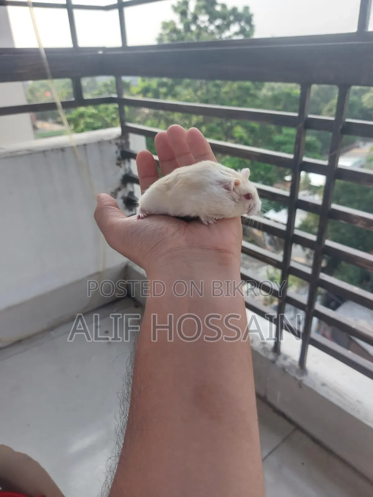 লাল চোখের উইন্টার হোয়াইট হ্যামস্টার