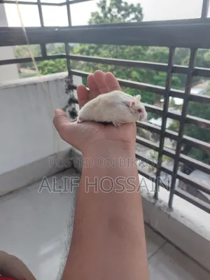 লাল চোখের উইন্টার হোয়াইট হ্যামস্টার