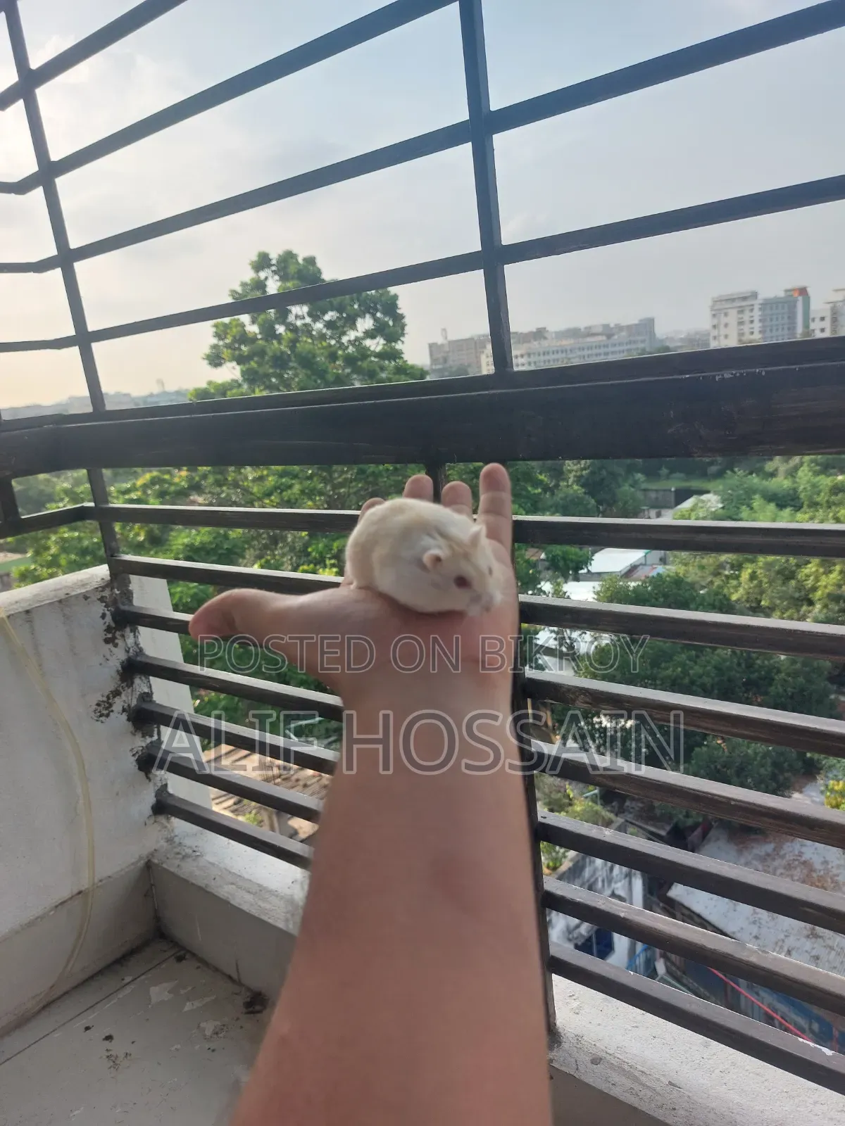 লাল চোখের উইন্টার হোয়াইট হ্যামস্টার