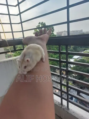 লাল চোখের উইন্টার হোয়াইট হ্যামস্টার