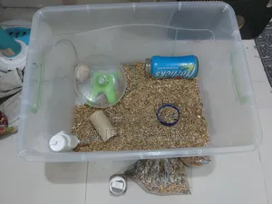 লাল চোখের উইন্টার হোয়াইট হ্যামস্টার