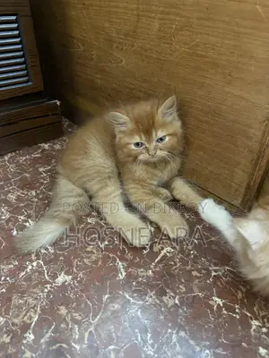 1-3 months Female Purebred Persian