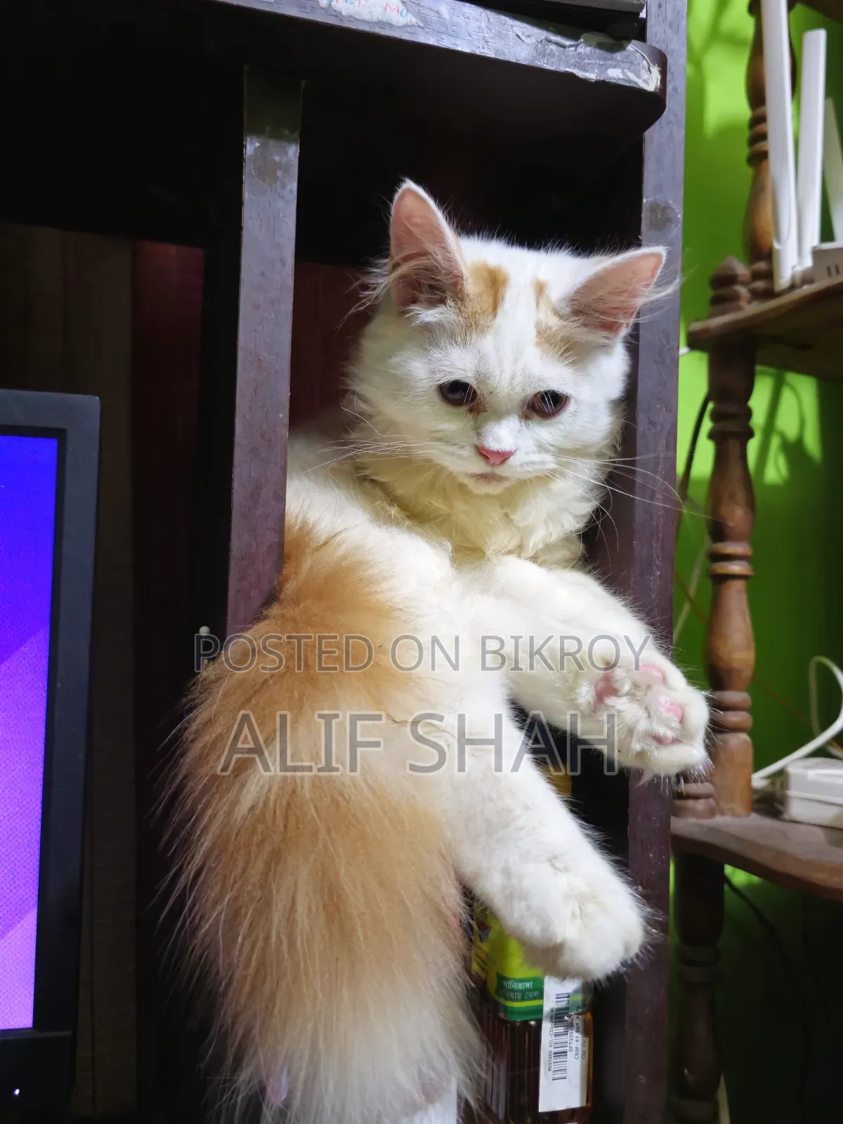 ১-৩ মাসের নর পিওরব্রেড পার্সিয়ান