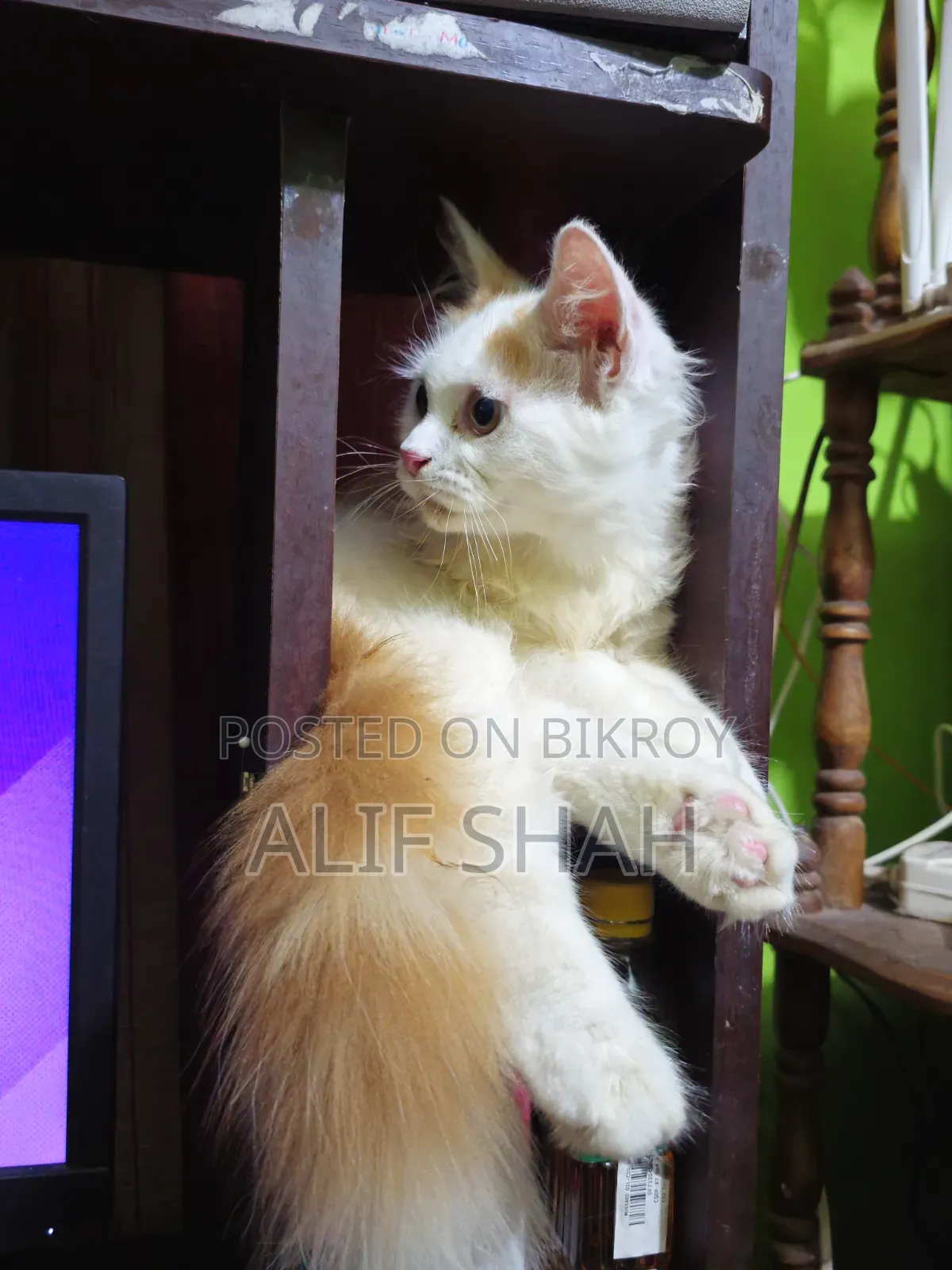 ১-৩ মাসের নর পিওরব্রেড পার্সিয়ান