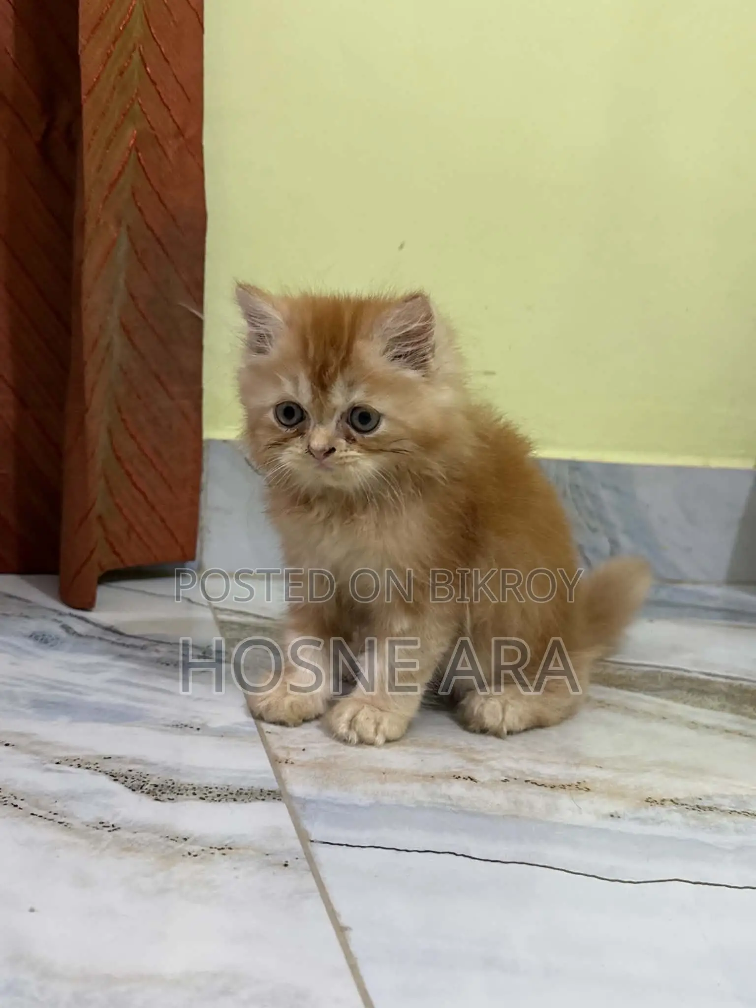 1-3 months Male Purebred Persian Kitten
