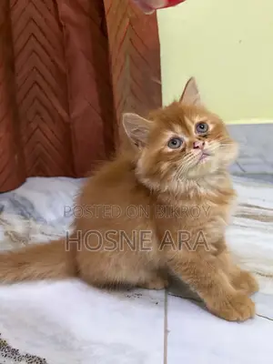 1-3 months Male Purebred Persian Kitten