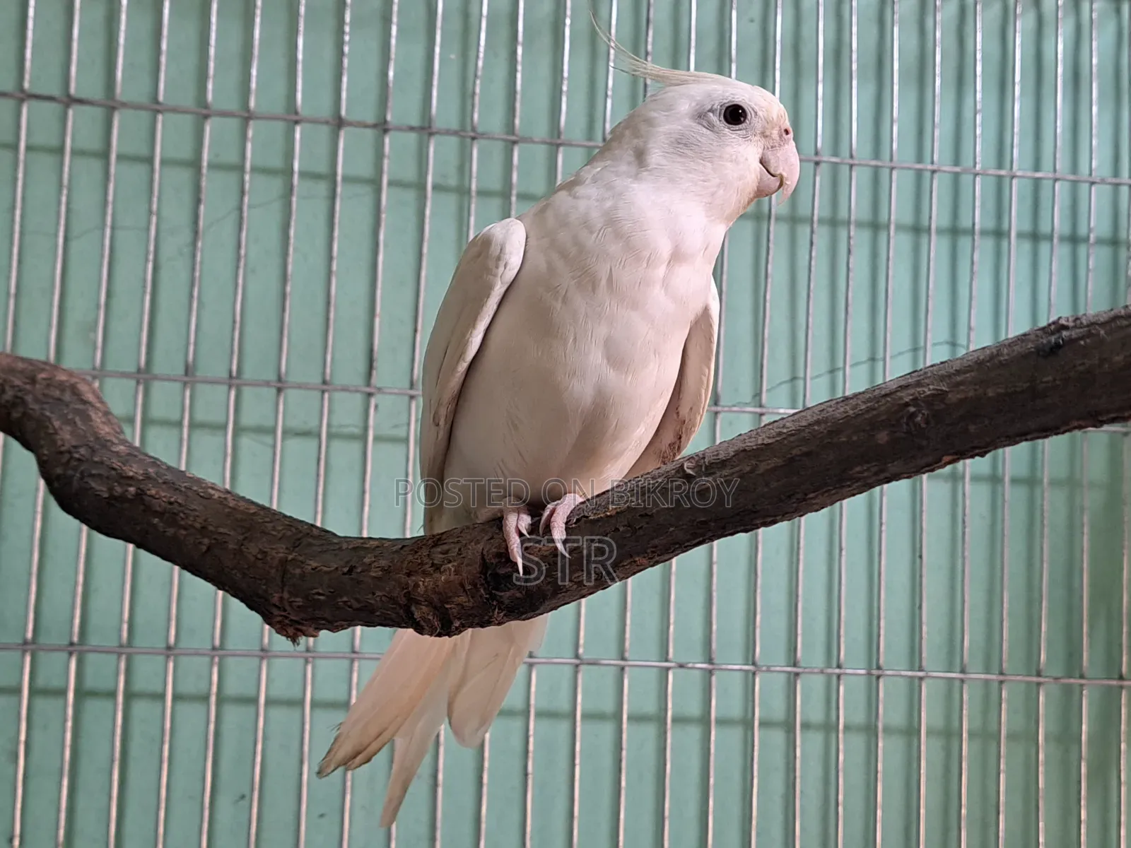 Albino Male Cockatiel