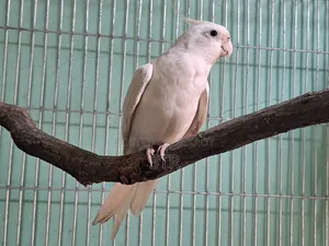 অ্যালবিনো মেল ককটেল