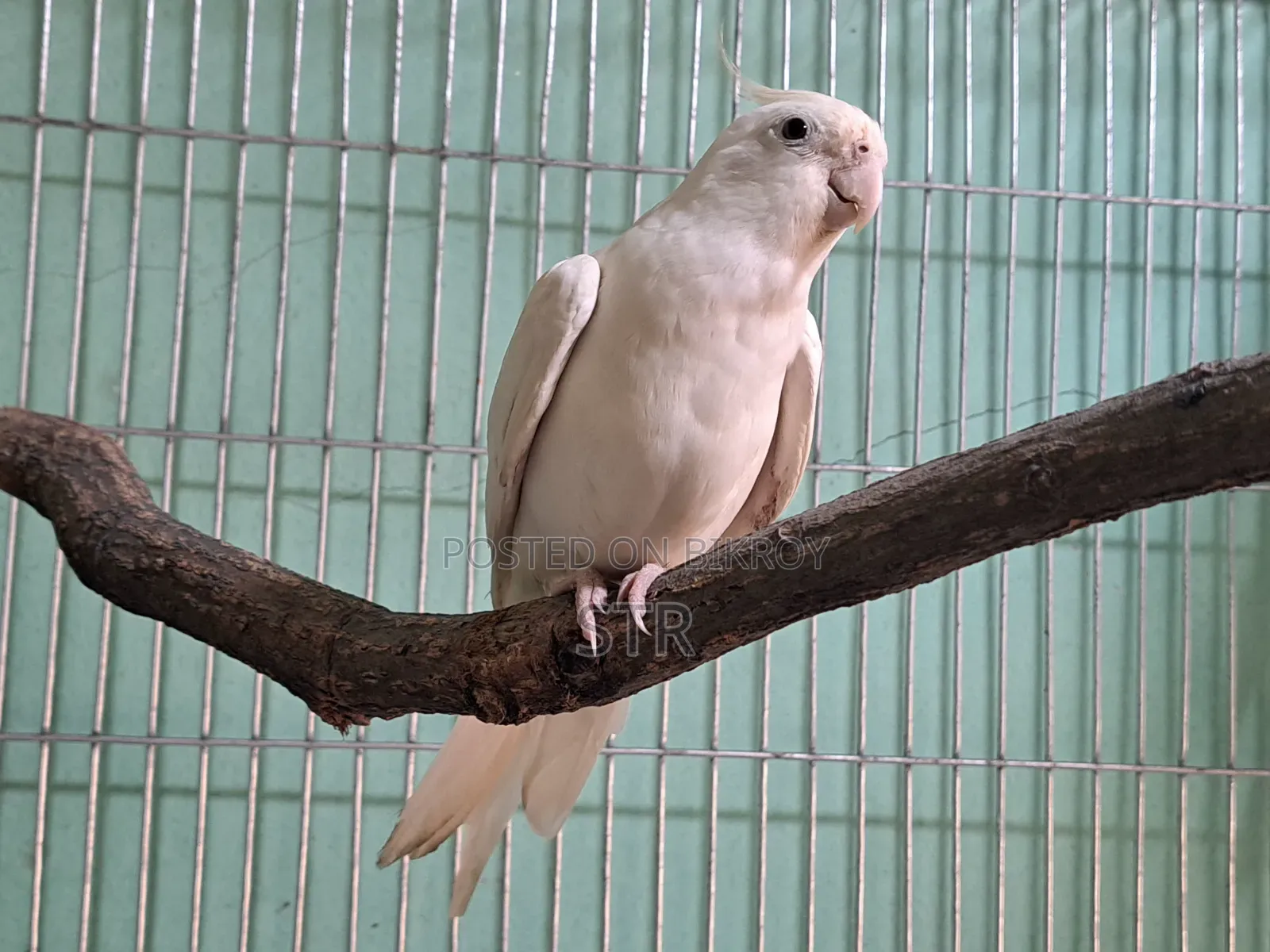 Albino Male Cockatiel