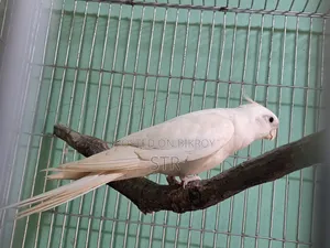Albino Male Cockatiel
