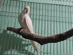 Albino Male Cockatiel