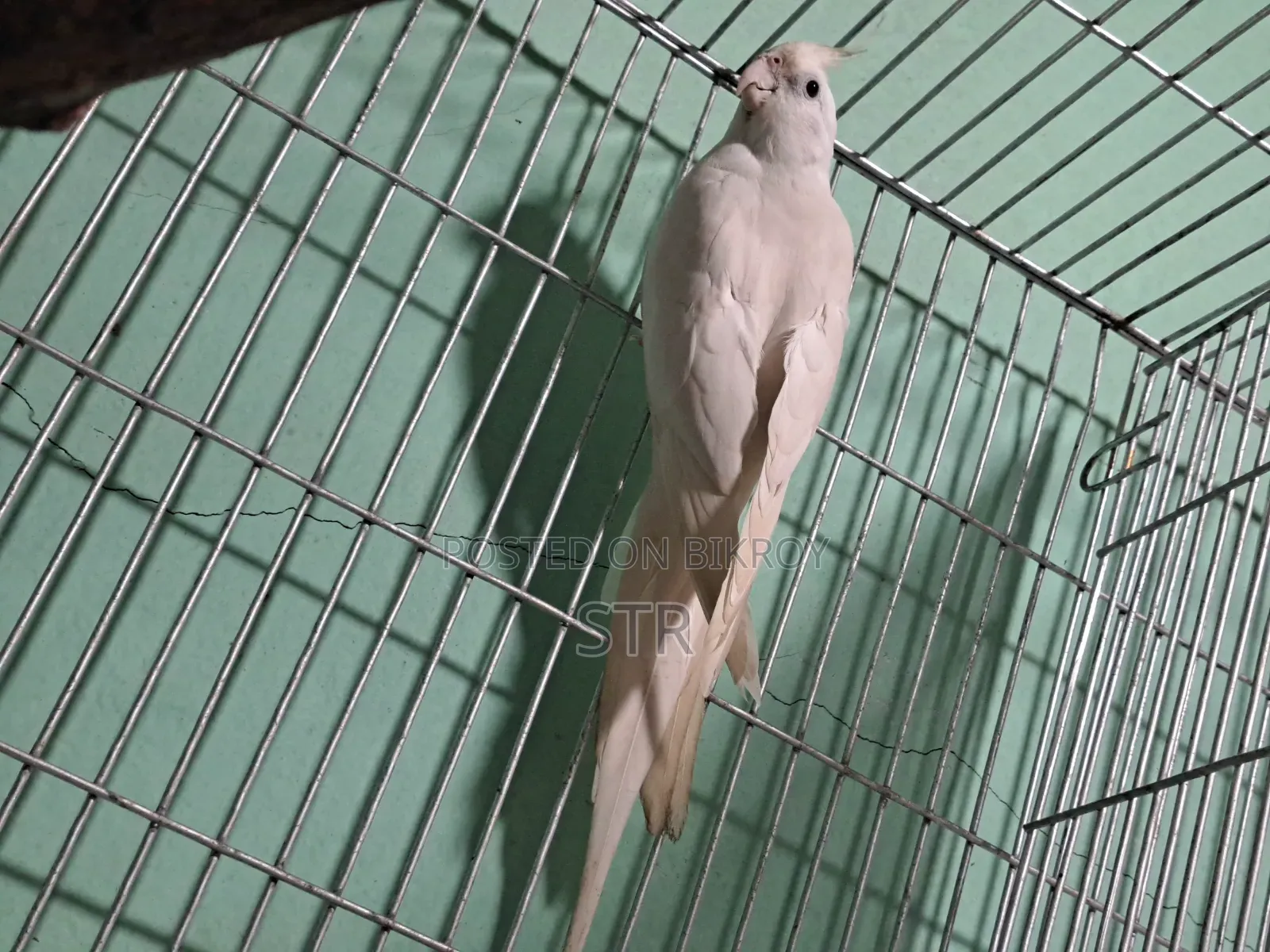 Albino Male Cockatiel