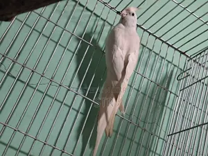 Albino Male Cockatiel