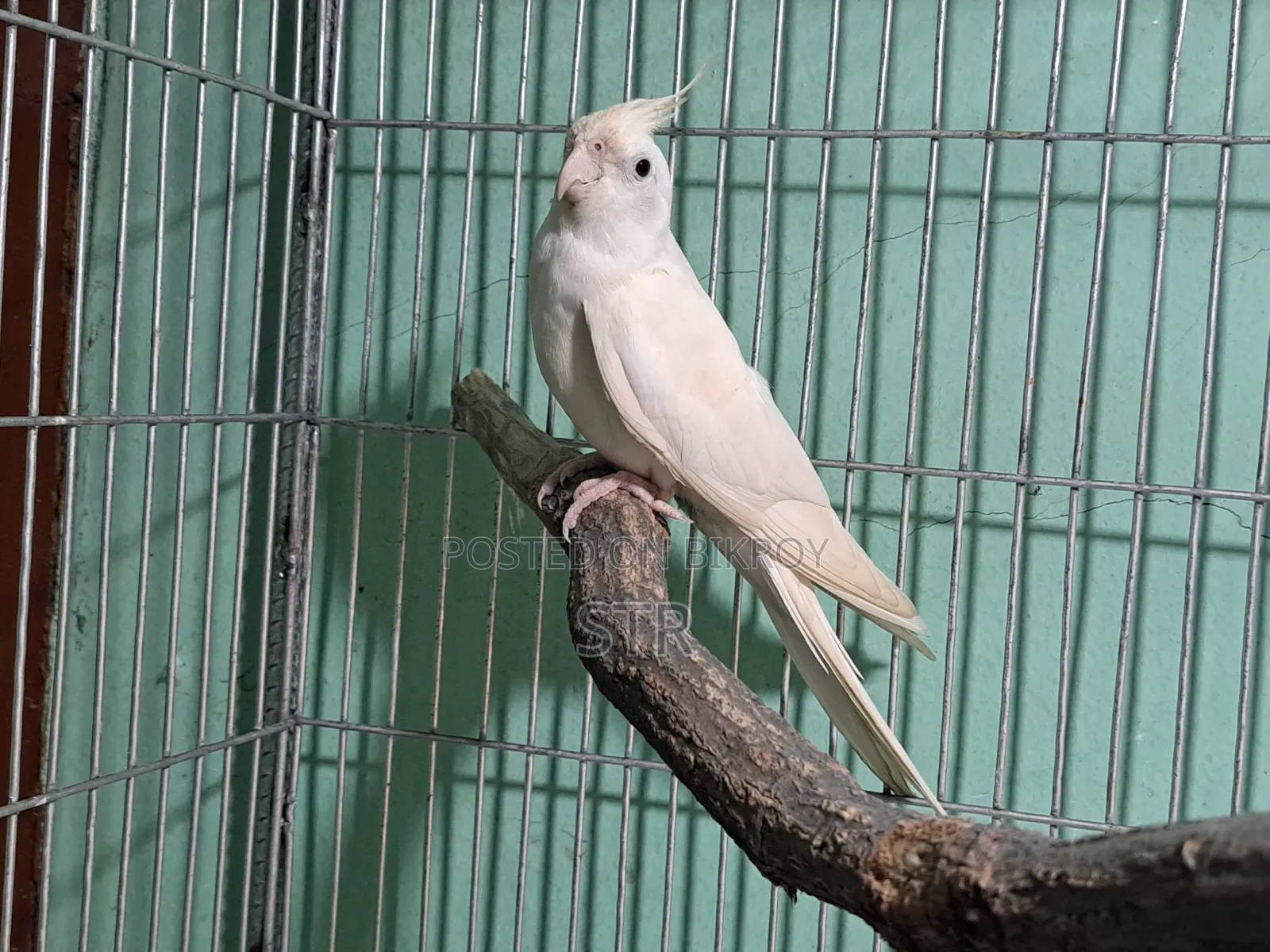 Albino Male Cockatiel