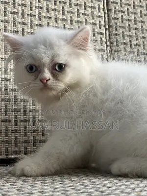 ১-৩ মাসের মেল পিউরব্রেড পার্সিয়ান