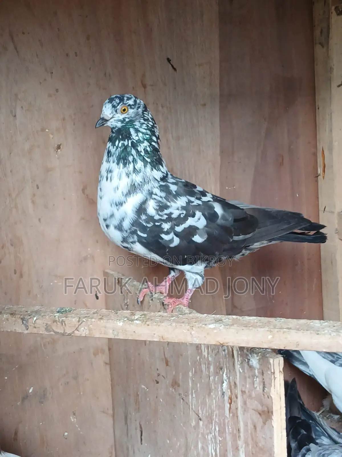 3 pieces male pigeons