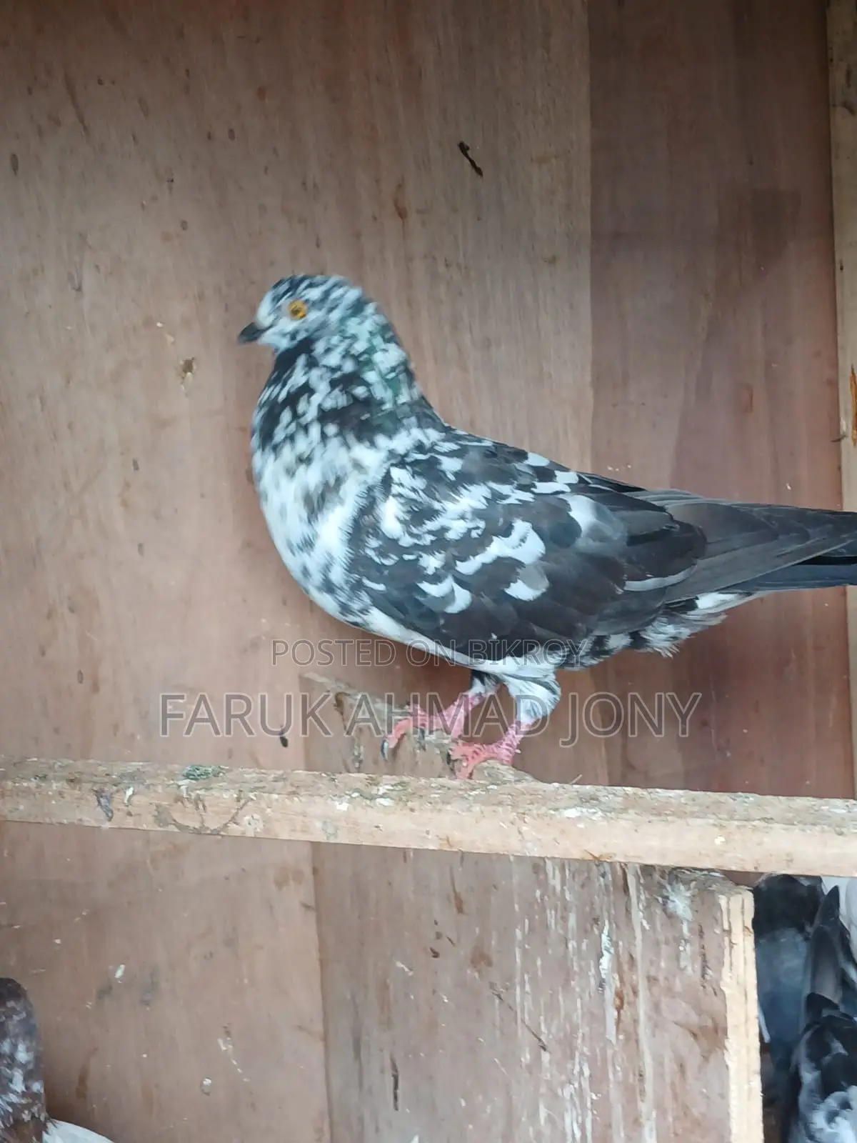 3 pieces male pigeons